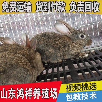纯种比利时兔种兔活体兔子巨型麻灰色肉兔比利时兔 价格低图3