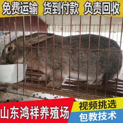 纯种比利时兔种兔活体兔子巨型麻灰色肉兔比利时兔 价格低图2
