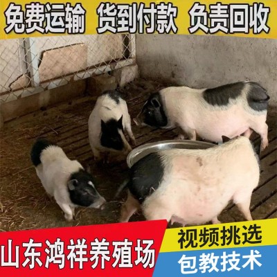 10只巴马香猪猪苗养殖利润怎样山东厂家大量促销优质纯种香猪猪苗图2