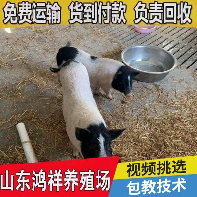 10只巴马香猪猪苗养殖利润怎样山东厂家大量促销优质纯种香猪猪苗图4