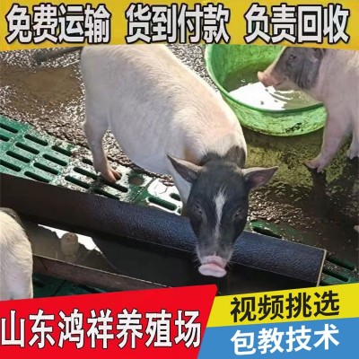 10只巴马香猪猪苗养殖利润怎样山东厂家大量促销优质纯种香猪猪苗图3