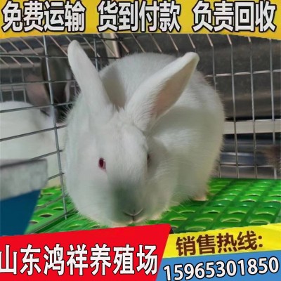 伊拉肉兔市场价格 山东厂家直销优质肉兔 新西兰肉兔 价格从优图2