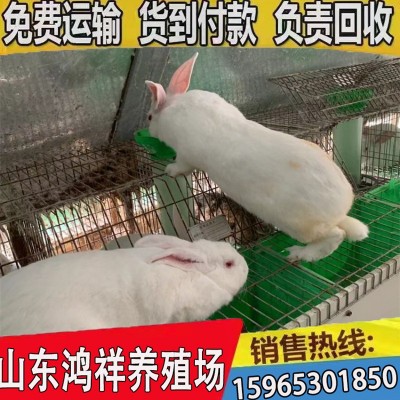 伊拉肉兔市场价格 山东厂家直销优质肉兔 新西兰肉兔 价格从优图3