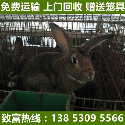 兔子活体大型种兔肉兔比利时种新西兰白兔月月兔幼苗活体图1