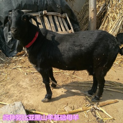 免费领取小尾寒羊 黑山羊波尔山羊苗养殖技术资料 在线咨询羊价格图4