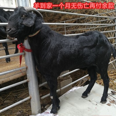 免费领取小尾寒羊 黑山羊波尔山羊苗养殖技术资料 在线咨询羊价格图2
