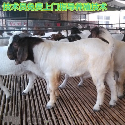 免费领取小尾寒羊 黑山羊波尔山羊苗养殖技术资料 在线咨询羊价格图1