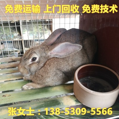 先养后结账 低价出售兔苗比利时种兔 在线咨询种兔价格 上门回收图1