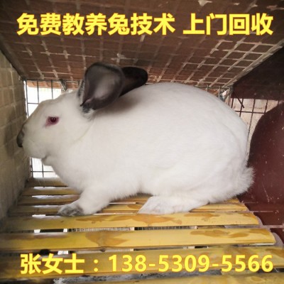 先养后结账 免费教新西兰种兔养殖技术欢迎咨询伊拉兔苗价格图3