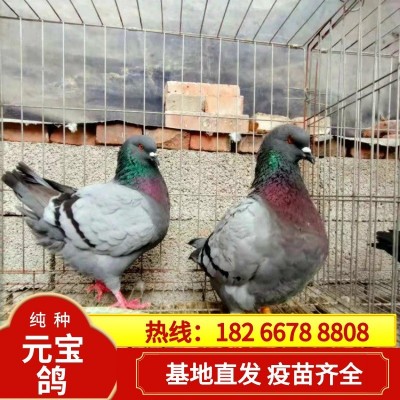 正宗元宝鸽一对青年鸽肉鸽批发种鸽养殖基地摩登鸽精品圆环鸽图2