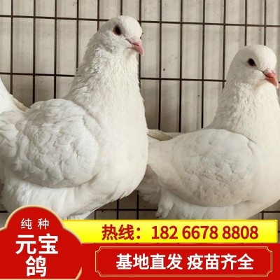 正宗元宝鸽一对青年鸽肉鸽批发种鸽养殖基地摩登鸽精品圆环鸽图1
