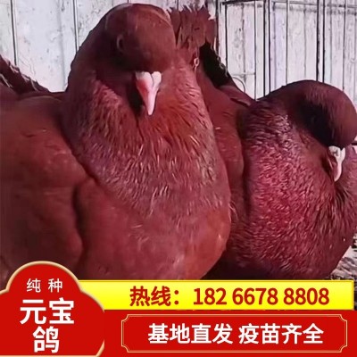 正宗元宝鸽一对青年鸽肉鸽批发种鸽养殖基地摩登鸽精品圆环鸽图4