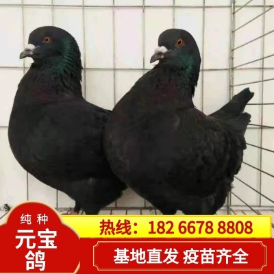 正宗元宝鸽一对青年鸽肉鸽批发种鸽养殖基地摩登鸽精品圆环鸽图3