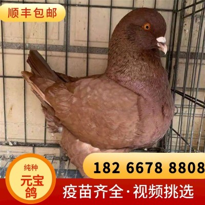 巨型红色元宝鸽不会飞的鸽子公斤鸽多少钱山东元宝种鸽养殖基地图4