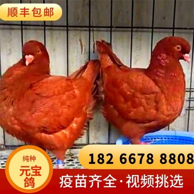 巨型红色元宝鸽不会飞的鸽子公斤鸽多少钱山东元宝种鸽养殖基地图1