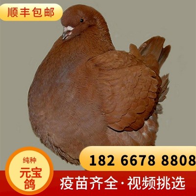 巨型红色元宝鸽不会飞的鸽子公斤鸽多少钱山东元宝种鸽养殖基地图3