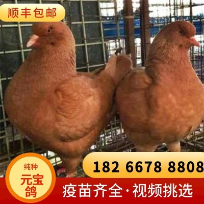 巨型红色元宝鸽不会飞的鸽子公斤鸽多少钱山东元宝种鸽养殖基地图2