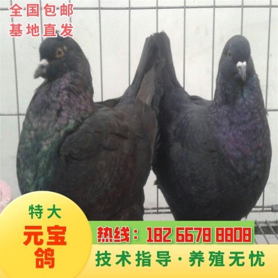 基地直发巨型鸽元宝鸽一对种鸽青年元宝鸽红色观赏鸽摩登 鸽纯种圆图3
