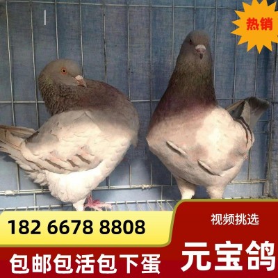 基地直发巨型鸽元宝鸽一对种鸽青年元宝鸽红色观赏鸽摩登 鸽纯种圆图4