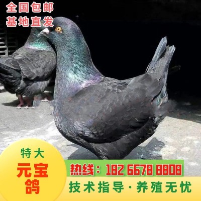 纯种元宝鸽 元宝鸽种鸽 能长5斤 巨型鸽子特大元宝鸽图2