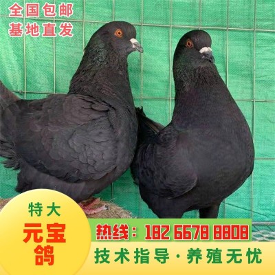 纯种元宝鸽 元宝鸽种鸽 能长5斤 巨型鸽子特大元宝鸽图4