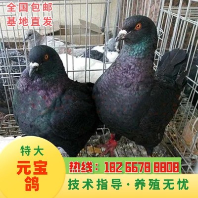 纯种元宝鸽 元宝鸽种鸽 能长5斤 巨型鸽子特大元宝鸽图3