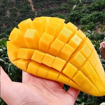 海南三亚树上熟金煌芒芒果当季孕妇水果现摘现发新鲜芒果一件代发图2