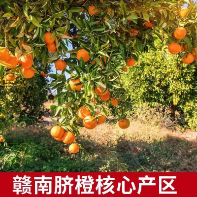 赣南脐橙5斤10斤20斤装春节礼盒装现摘橙子批发一件代发果园直发图3