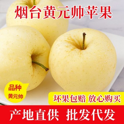 黄金帅烟台苹果5斤整箱新鲜水果批发当季粉面黄元帅黄金苹果代发图1