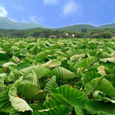 山东奶油芋头一件代发3/5斤整箱软糯牛奶香糯新鲜蔬菜小毛芋头图3