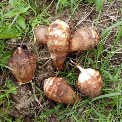 山东奶油芋头一件代发3/5斤整箱软糯牛奶香糯新鲜蔬菜小毛芋头图4
