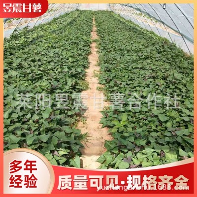 烟台厂家批发红薯苗 烟薯25号地瓜秧苗红薯种苗 多品种现挖现发图3