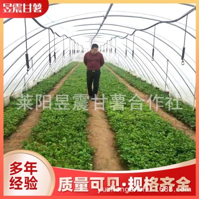 烟台厂家批发红薯苗 烟薯25号地瓜秧苗红薯种苗 多品种现挖现发图2
