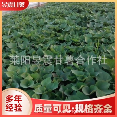 烟台厂家批发红薯苗 烟薯25号地瓜秧苗红薯种苗 多品种现挖现发图4