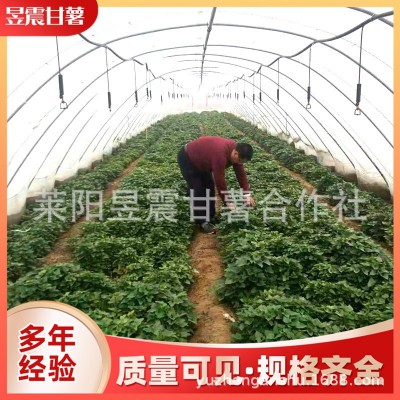 烟台厂家批发红薯苗 烟薯25号地瓜秧苗红薯种苗 多品种现挖现发图1
