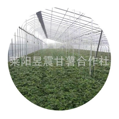 厂家批发 农家四季新鲜带根种白薯苗 黄薯苗图5