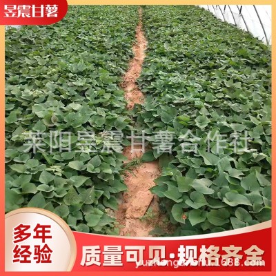 厂家批发 农家四季新鲜带根种白薯苗 黄薯苗图2