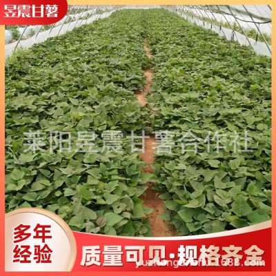 厂家基地批发 现采新鲜多淀粉地瓜苗 紫薯苗 烟暑25苗图2