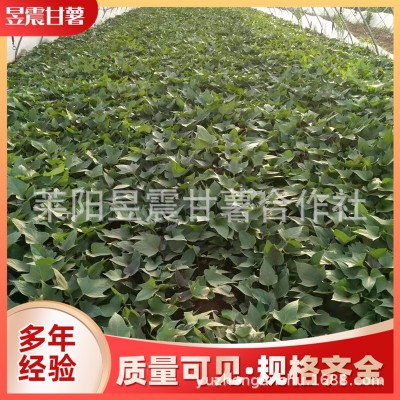 厂家基地批发 现采新鲜多淀粉地瓜苗 紫薯苗 烟暑25苗图3