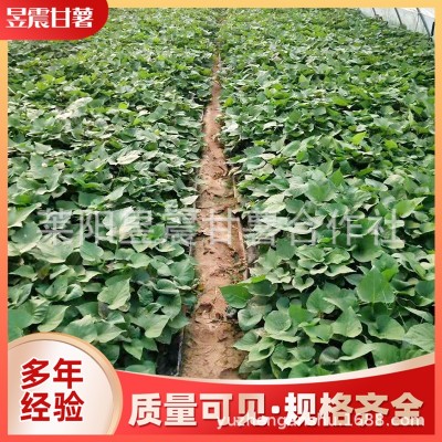 厂家基地批发 现采新鲜多淀粉地瓜苗 紫薯苗 烟暑25苗图4