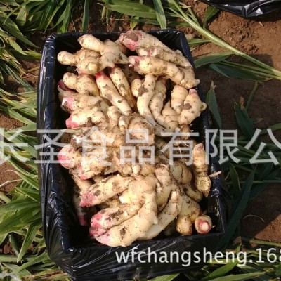 加工出口风干姜 可出口食用大姜 厂家生产销售【图】图2