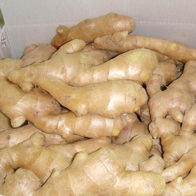 加工出口风干姜 可出口食用大姜 厂家生产销售【图】图4