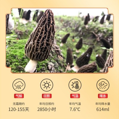 山珍礼盒羊肚菌鹿茸菇白松茸姬松茸菌菇礼盒干货煲汤食材礼盒装图3
