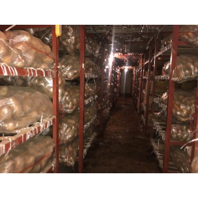 销售冷库保鲜荷兰土豆150克以上不封顶统货（马铃薯）图2