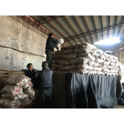销售冷库保鲜荷兰土豆150克以上不封顶统货（马铃薯）图5
