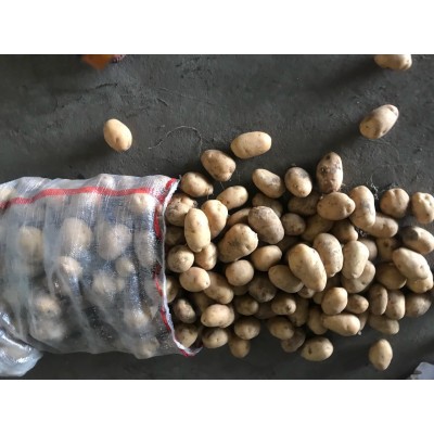 售（供）冷库保鲜小荷兰土豆50-150克、100-200克图3
