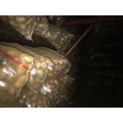 售（供）冷库保鲜小荷兰土豆50-150克、100-200克图4