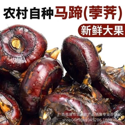 广西荔浦马蹄荸荠产地新鲜现挖整箱批发价农家特产即食水果图3