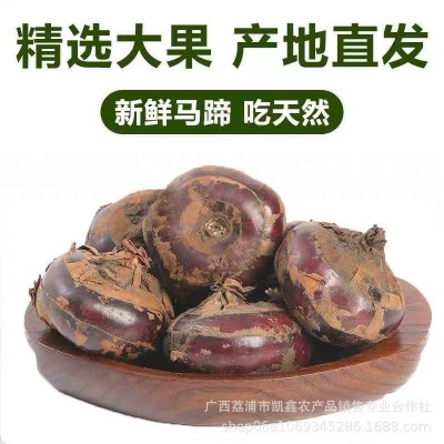 广西荔浦马蹄荸荠产地新鲜现挖整箱批发价农家特产即食水果图4