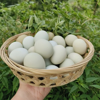 农家新鲜绿壳鸡蛋 散养土鸡谷物蛋 现捡现发当季食用蛋整箱批发图5
